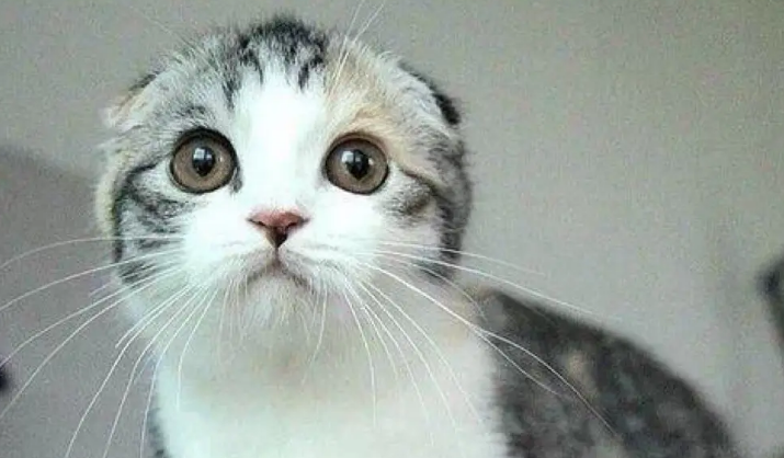 千万人中,遇见你 苏格兰折耳猫