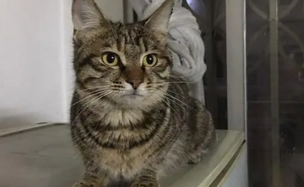狸花猫赛级标准