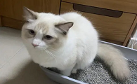 猫咪屁屁周围湿了是怎么回事