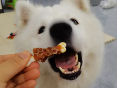 景晖宠物食品怎么样？不妨来看看吧