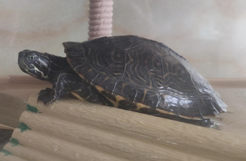 花草杂龟是怎么样的