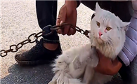 猫咪为什么被铁链栓住了啊
