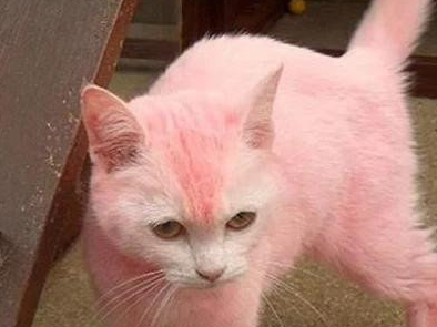 铲屎官给猫染色过新年，猫咪全身粉嫩嫩萌翻了，却遭网友指控虐猫 