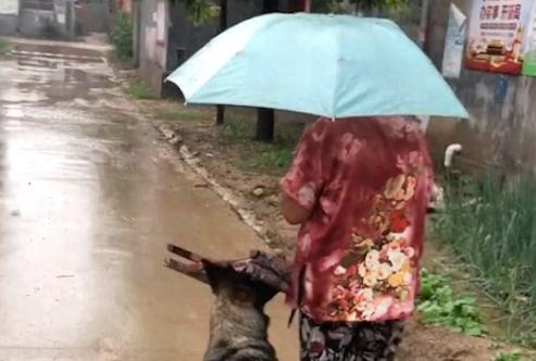 突然下大雨了,狗狗淋着雨也要去给奶奶送伞 突然下大雨了,狗狗淋着雨也要去给奶奶送伞