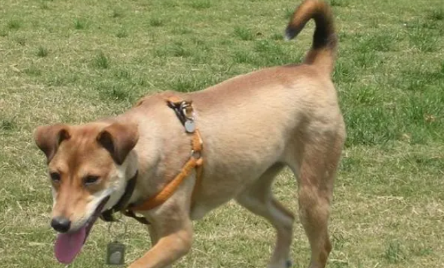 十大看家犬，看看认不认识，最后一个经常吓哭小孩