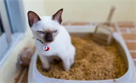 猫咪为什么会随处小便的原因