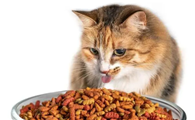 更换猫粮需要注意什么啊