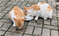 流浪猫吃什么食物