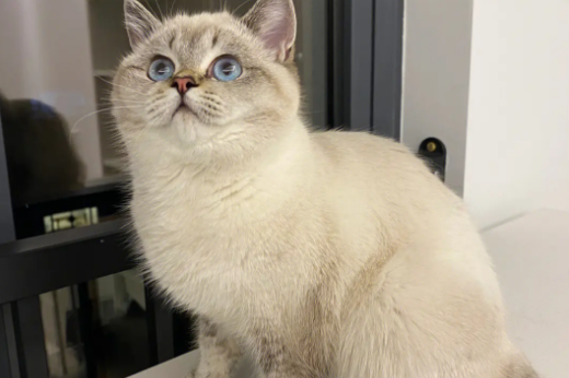 山猫纹金点值钱不 山猫纹金点值钱不