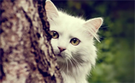 猫咪为什么会叫软体动物
