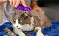 猫咪反手就起飞是为什么原因