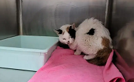 小猫仔丢了怎么找到它