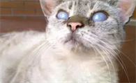猫咪因为什么会导致失明呢