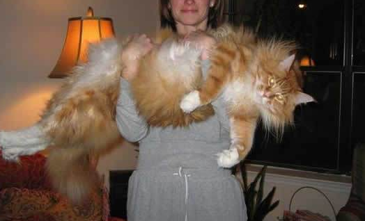 乌克兰巨猫多少钱一只