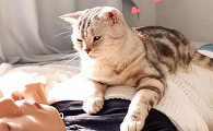 猫咪为什么冲着主人叫