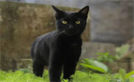 在哪里买玄猫多少钱