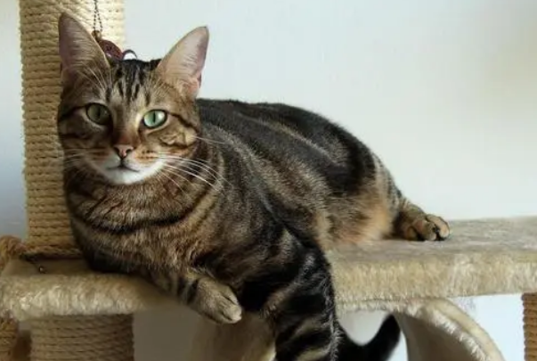 wuil虎皮猫大人是谁