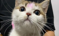 猫咪的身上有红点是怎么回事