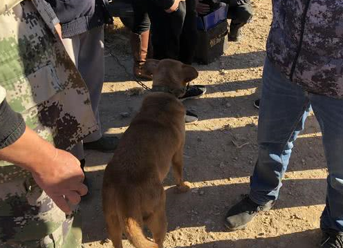 老人卖掉培养多年的爱犬，出价九百无人问津，他却不以为意？ 