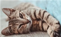 猫咪为什么总是蹭背呢