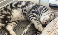 猫咪为什么睡觉有眼泪流啊