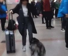 爸爸和二哈机场接妈妈，二哈激动的跳起舞来，妈妈：你别摔倒了！ 