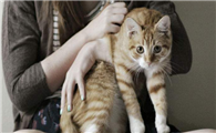 猫咪为什么不爱被人抱着呢