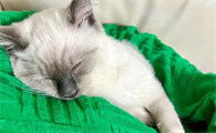 为什么猫咪叼着东西睡觉啊