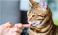 猫咪为什么啃主人的脸啊