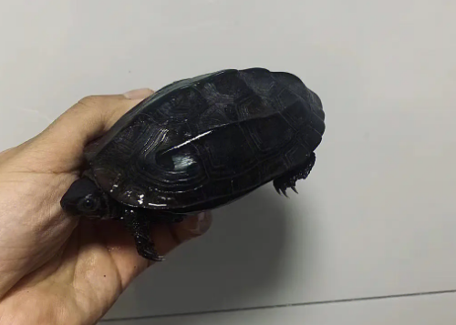 墨龟吃什么 墨龟吃什么