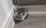 猫咪藏在墙角叫怎么回事