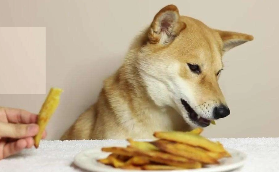 柴犬该如何选择狗粮 柴犬该如何选择狗粮
