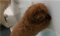 狗狗为什么会蹭墙啊