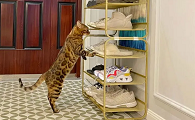 猫咪为什么喜欢鞋架