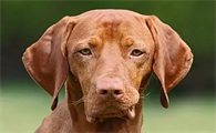 马扎尔犬是什么品种?一文告诉你