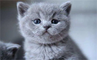猫咪为什么不爱你了