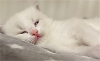 猫咪晚上睡觉为什么不叫唤