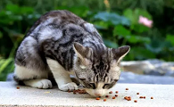 狸花猫别的国家有吗