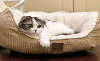 猫咪不进房间睡觉怎么回事