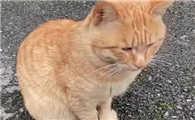猫咪为什么怕踩尾巴啊