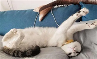 猫咪为什么都不爱睡窝