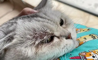 猫咪猫癣为啥反复