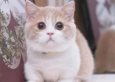 曼基康矮脚猫是英短猫吗