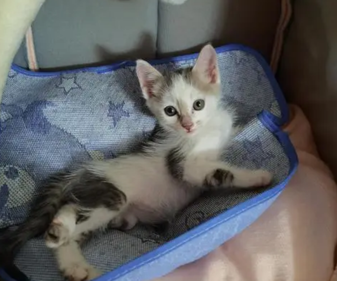小土猫喝什么奶