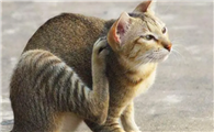 猫咪挠身上是因为什么呢