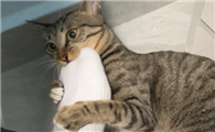 猫咪为什么老追着脚呢