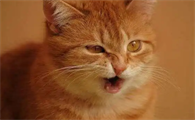 猫咪为什么爱发威气的原因