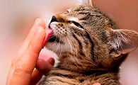 猫咪为什么突然喜欢舔人