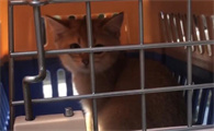 大巴怎么托运猫咪上车