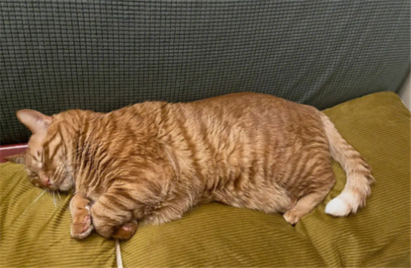 橘猫多少钱一只 橘猫多少钱一只
